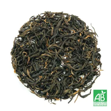 JUN CHIYABARI BIO n°49